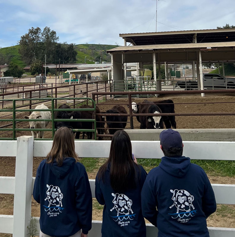 Spherical cows visiting from the University of San Diego study the cows in the pastures at Cal Poly Pomona.