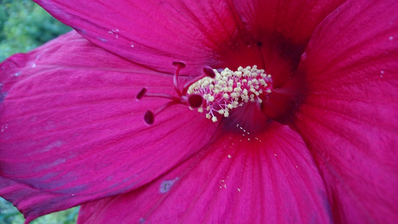 Pink flower