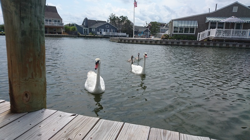 Swans 2