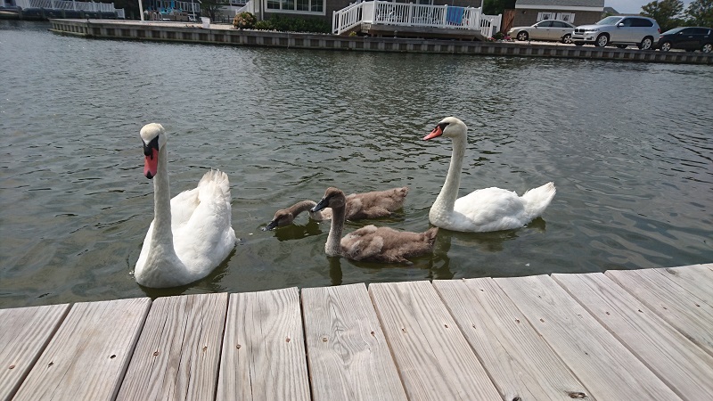 Swans 4