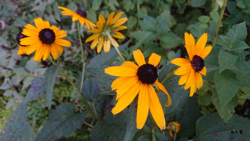 Yellow flowers