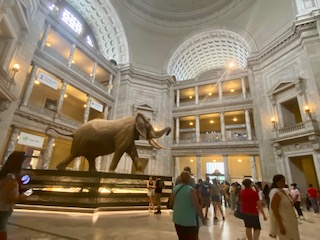 The Museum of Natural History