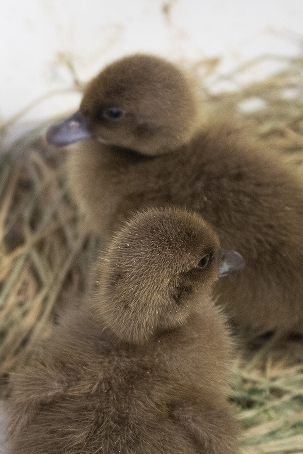 Ducklings Together 