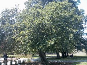 Graft of Isaac Newton's apple tree at NIST.